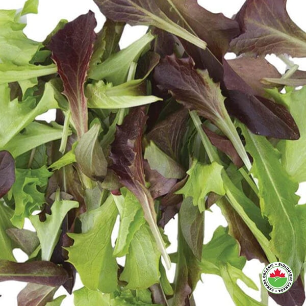 West Coast Seeds Lettuce Blend